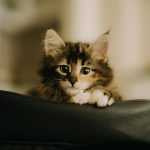 Minik Dostlarla Yaşamanın Hayatımıza Kattıkları