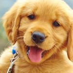 Minik Dostlar: Hayatımıza Kattıkları Büyük Mutluluklar